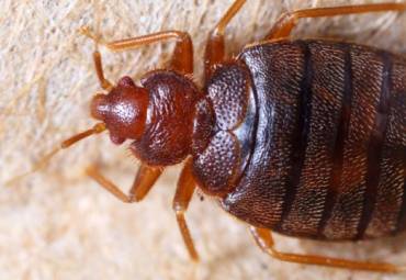 bed bugs treatment