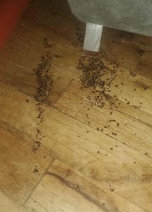 Bug infestations