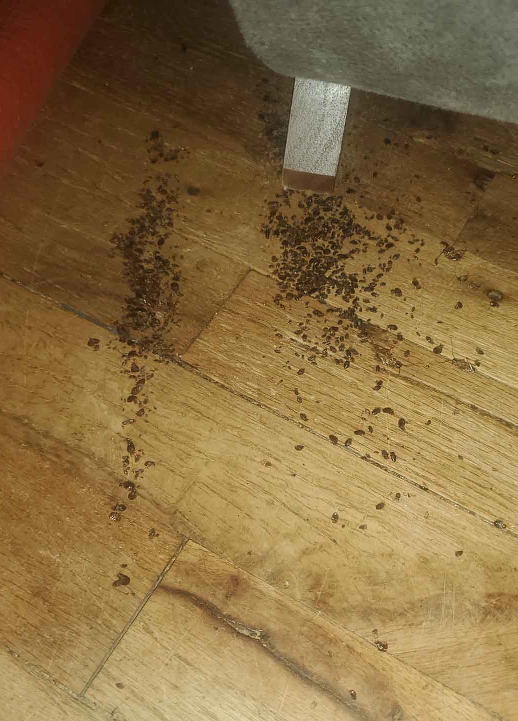 Bug infestations