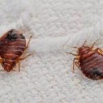 bed bug specialist