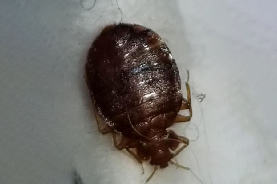 bed bug specialist