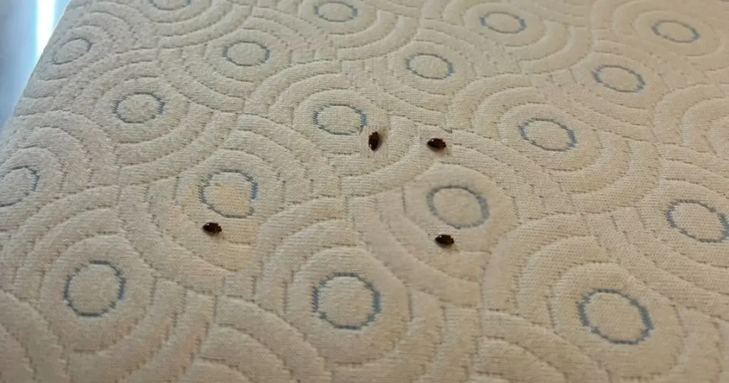 How Do Bed Bugs Get Around Bristol?