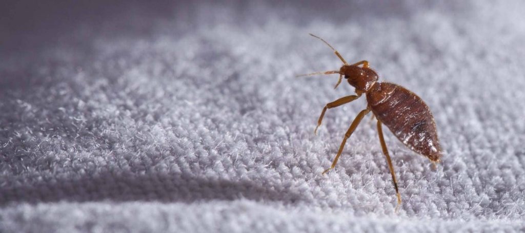 Why Are Bed Bugs So Hard To Get Rid Of?